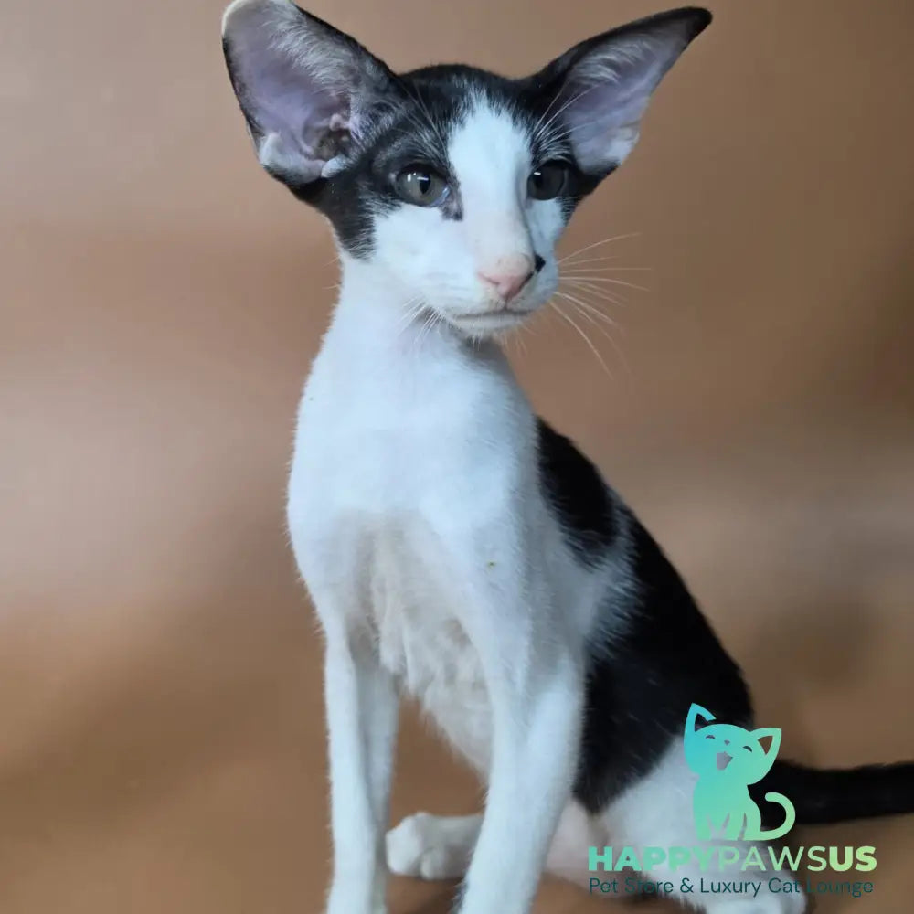 Asher Oriental Shorthair male black bicolour - live animals