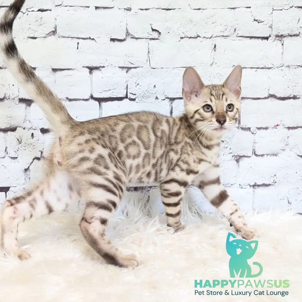 Ashton Bengal male black silver spotted tabby pointed - live animals