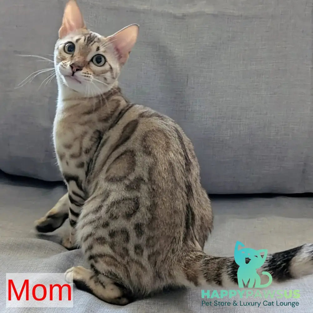 Ashton Bengal male black silver spotted tabby pointed - live animals