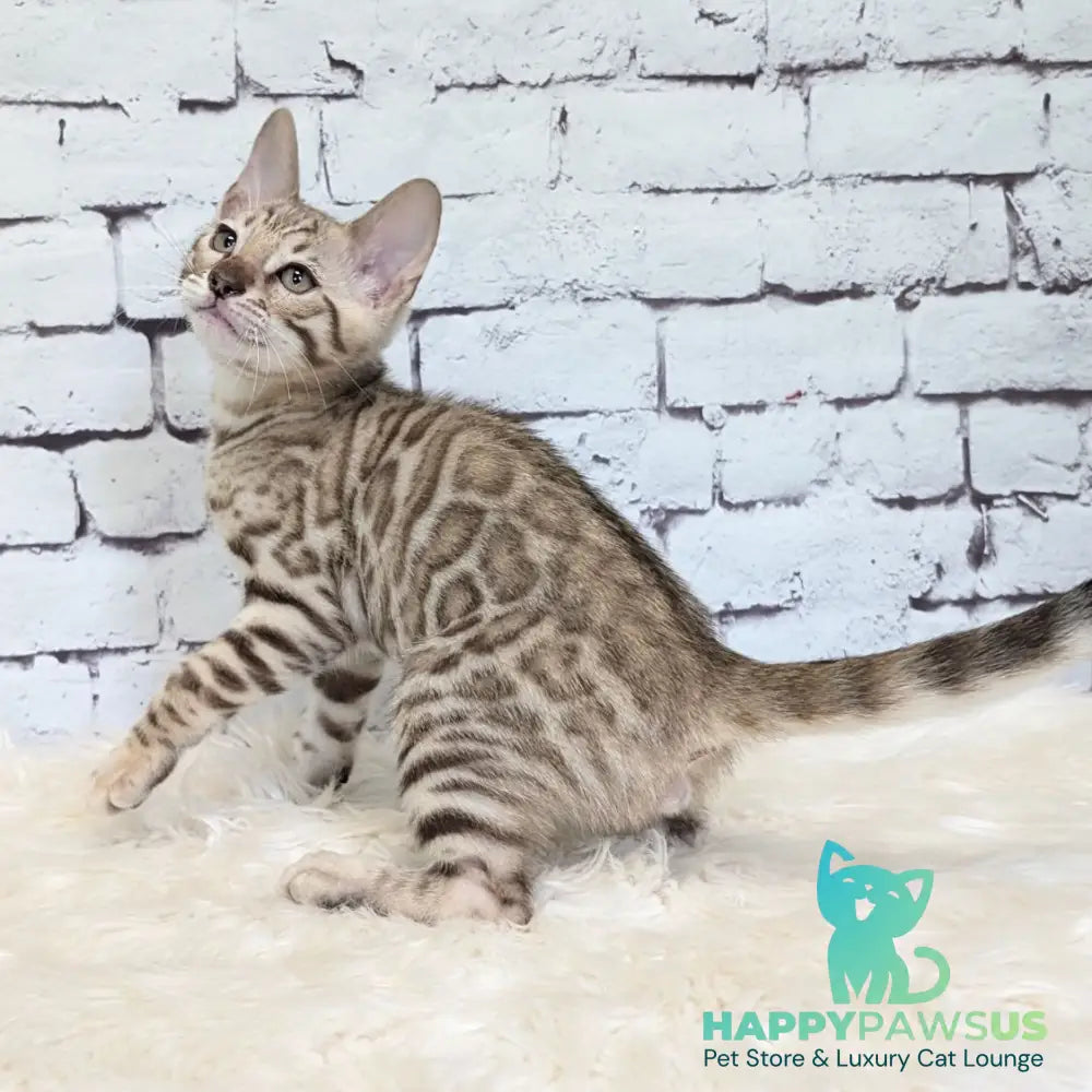 Ashton Bengal male black silver spotted tabby pointed - live animals