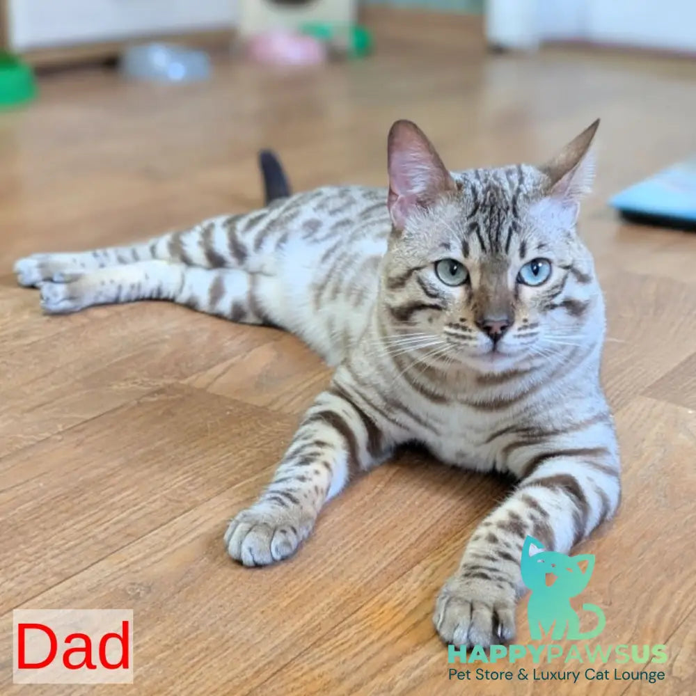 Ashton Bengal male black silver spotted tabby pointed - live animals