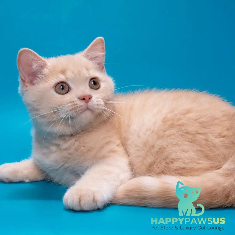 Asia British Shorthair female cream - live animals