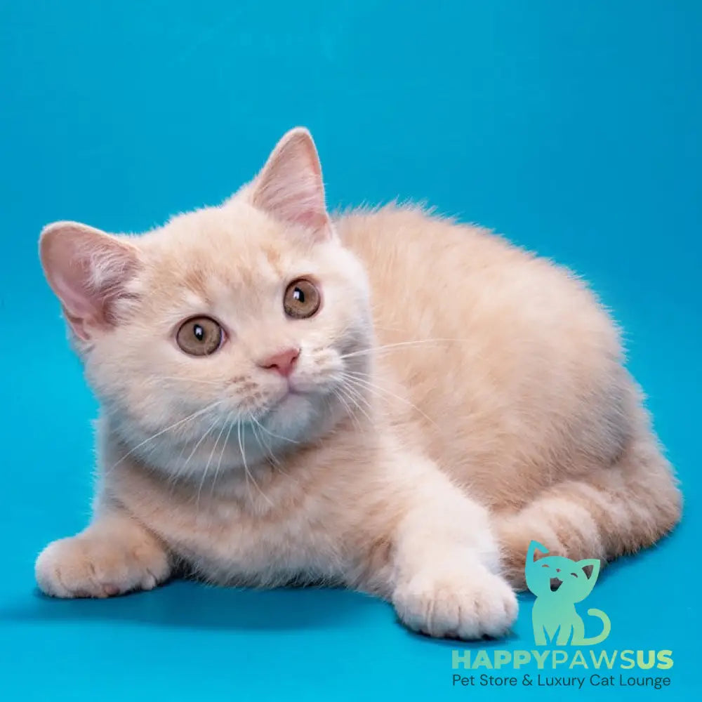 Asia British Shorthair female cream - live animals