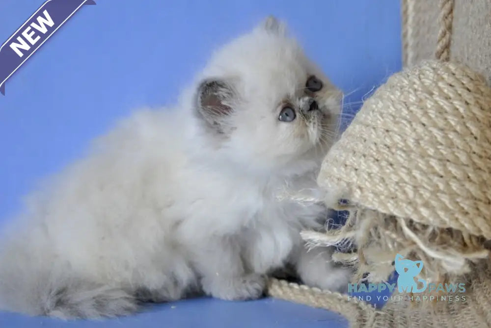 Asia Persian female cream pointed live animals