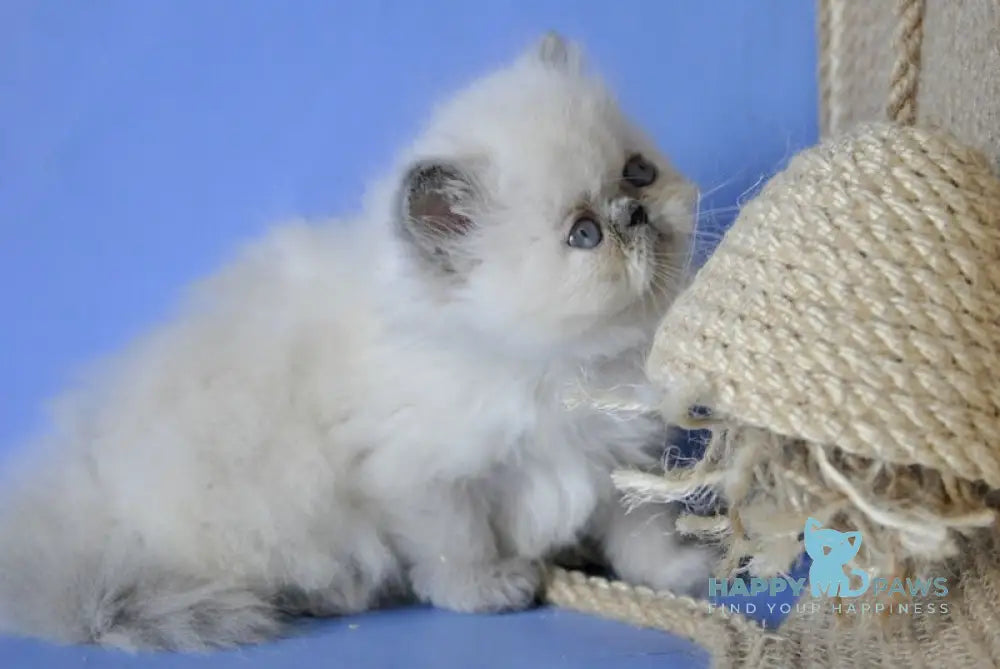 Asia Persian female cream pointed live animals