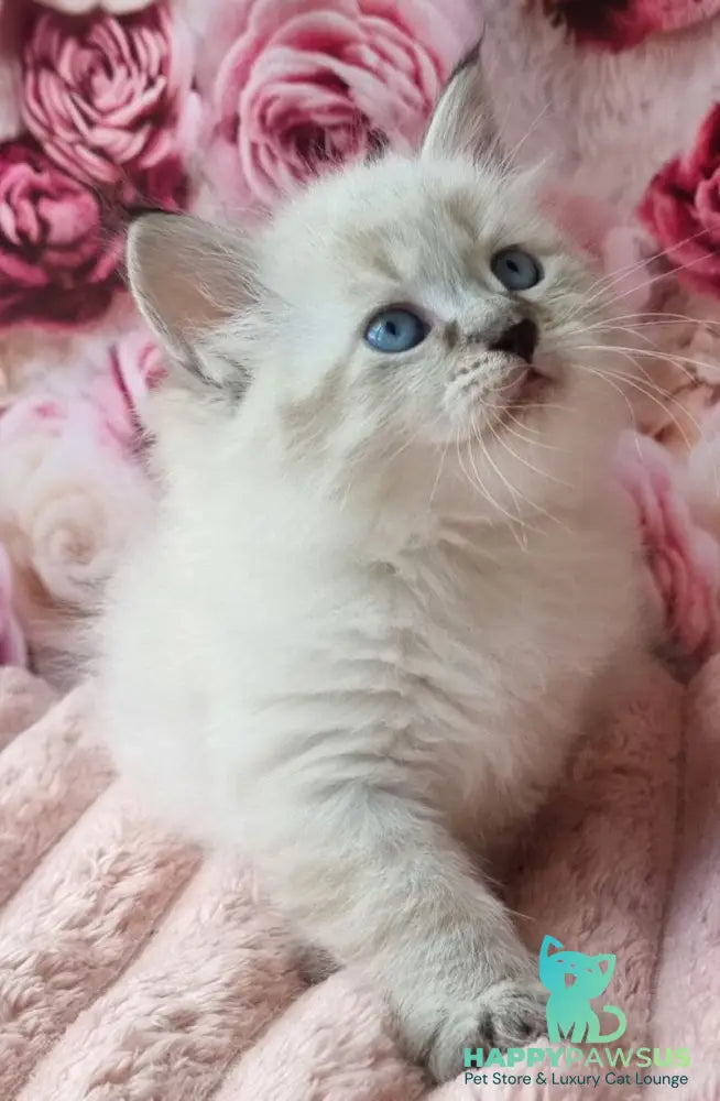 Askold Siberian male black tabby pointed - live animals