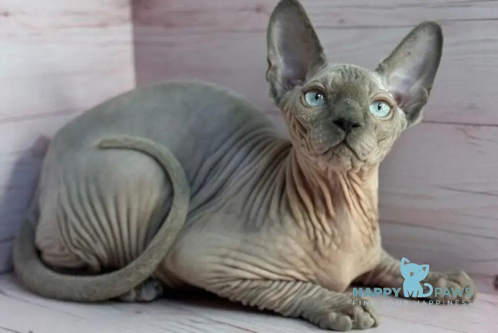 Aslan Canadian Sphynx male blue pointed live animals