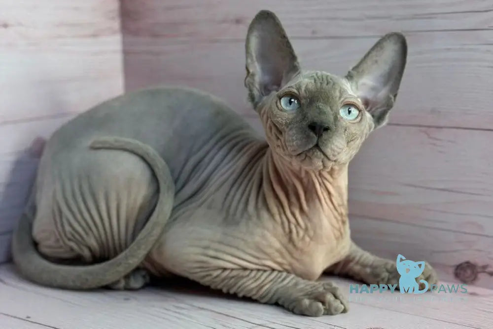 Aslan Canadian Sphynx male blue pointed live animals
