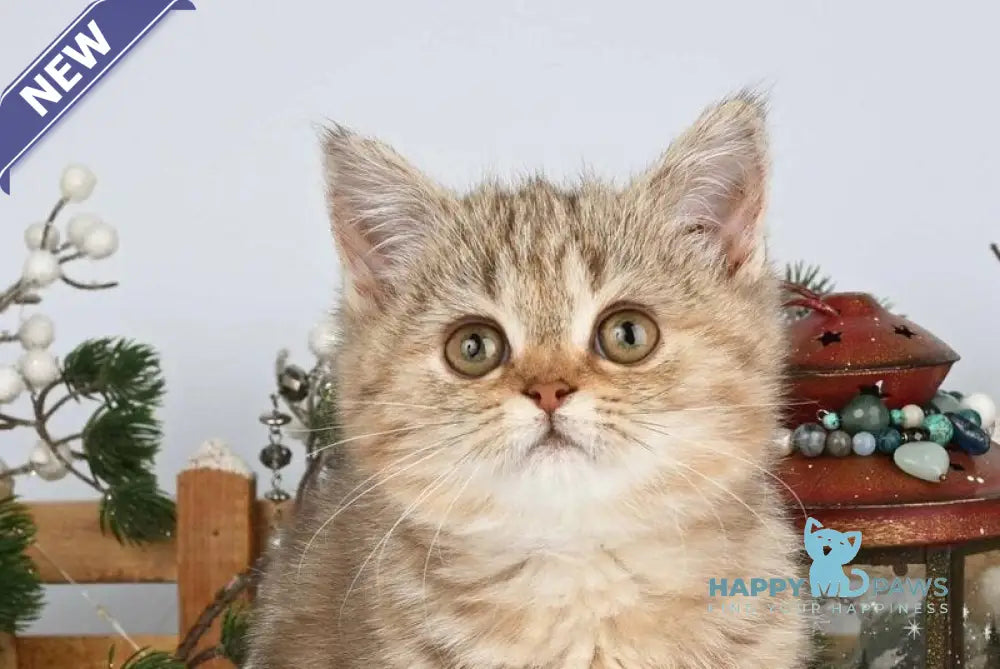 Asol British Shorthair female chocolate golden tabby live animals
