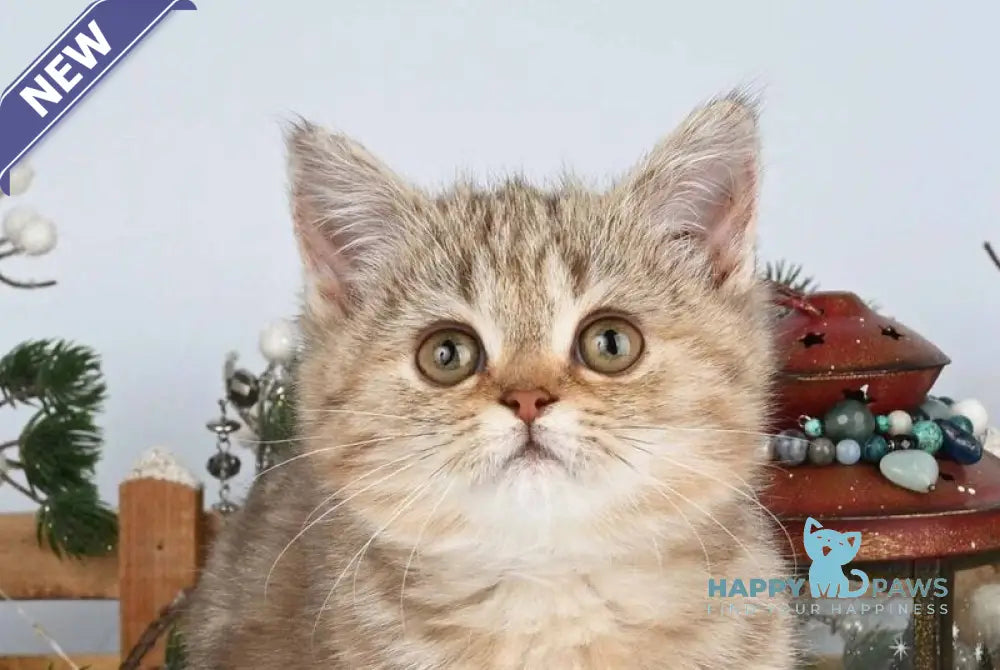 Asol British Shorthair female chocolate golden tabby live animals