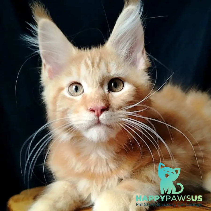 Asol Maine Coon female red - live animals