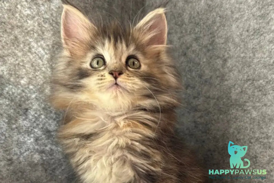 Asol Maine Coon polydactyl female black golden tabby - live animals