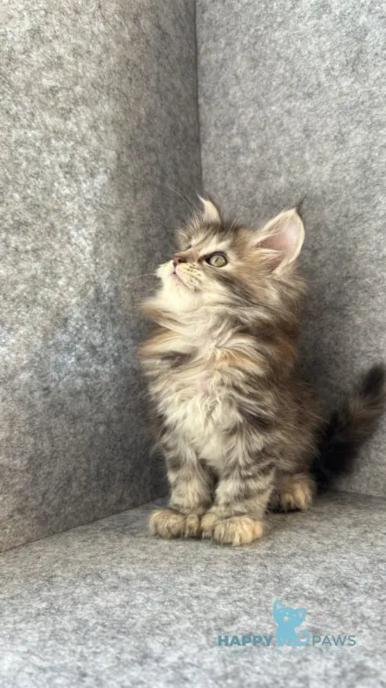 Asol Maine Coon polydactyl female black golden tabby - live animals