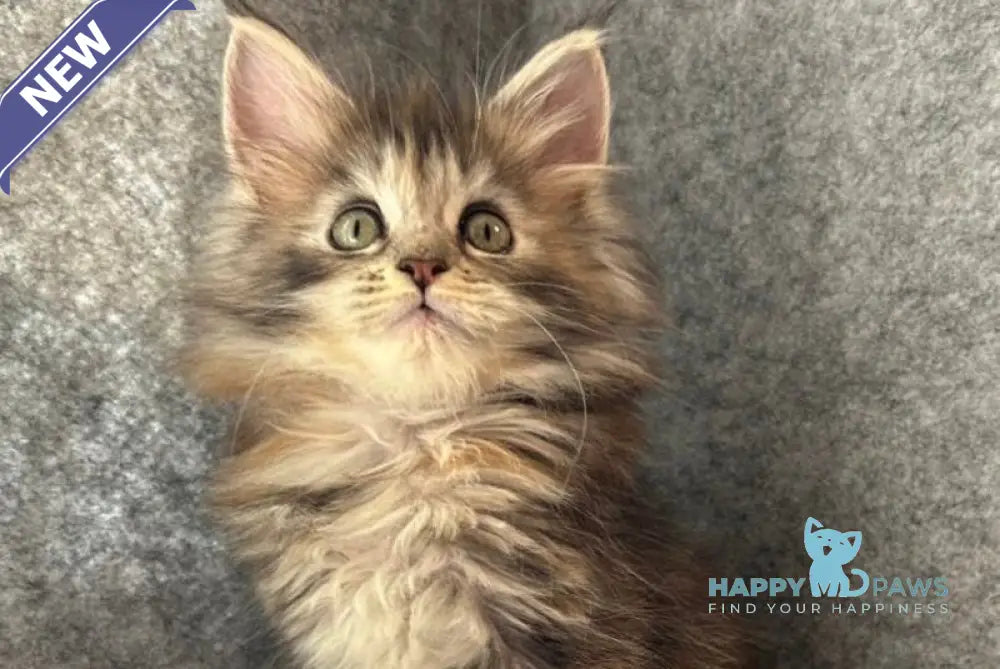 Asol Maine Coon polydactyl female black golden tabby - live animals