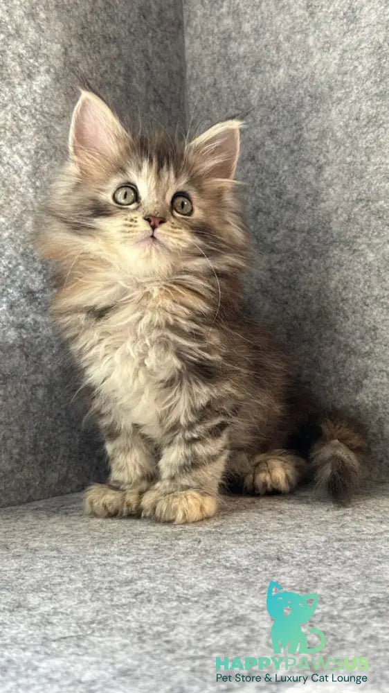 Asol Maine Coon polydactyl female black golden tabby - live animals