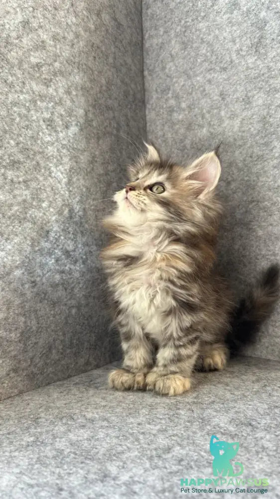 Asol Maine Coon polydactyl female black golden tabby - live animals