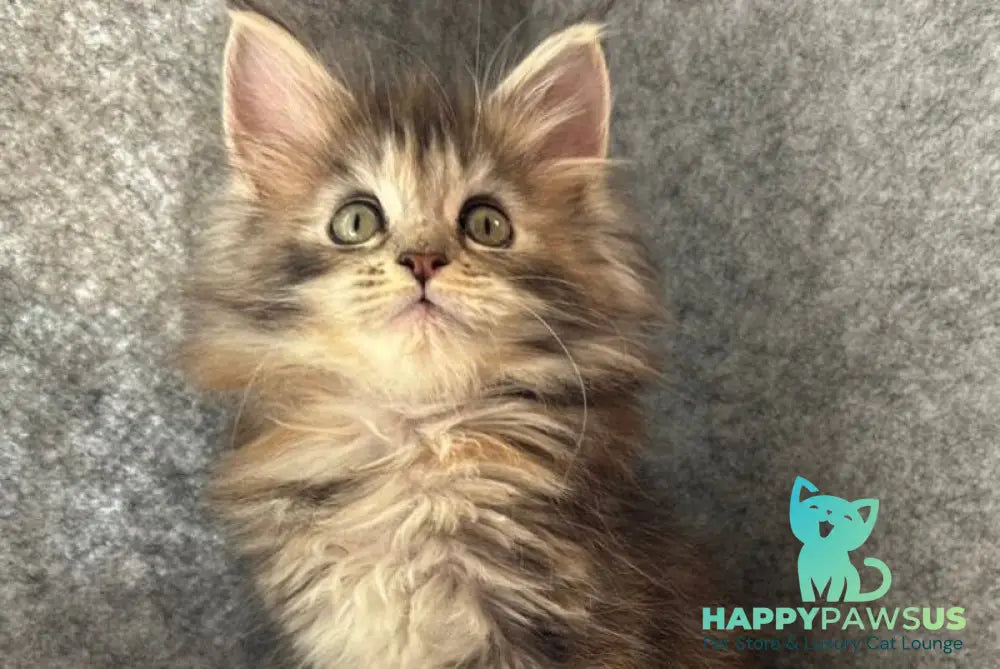 Asol Maine Coon polydactyl female black golden tabby - live animals