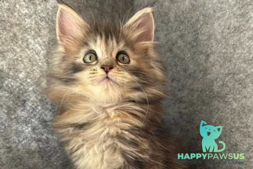 Asol Maine Coon polydactyl female black golden tabby - live animals