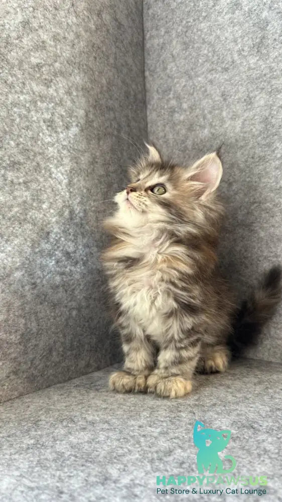 Asol Maine Coon polydactyl female black golden tabby - live animals