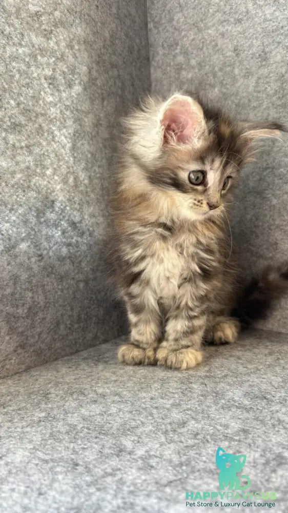 Asol Maine Coon polydactyl female black golden tabby - live animals
