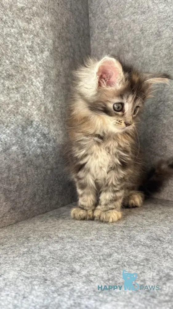 Asol Maine Coon polydactyl female black golden tabby - live animals