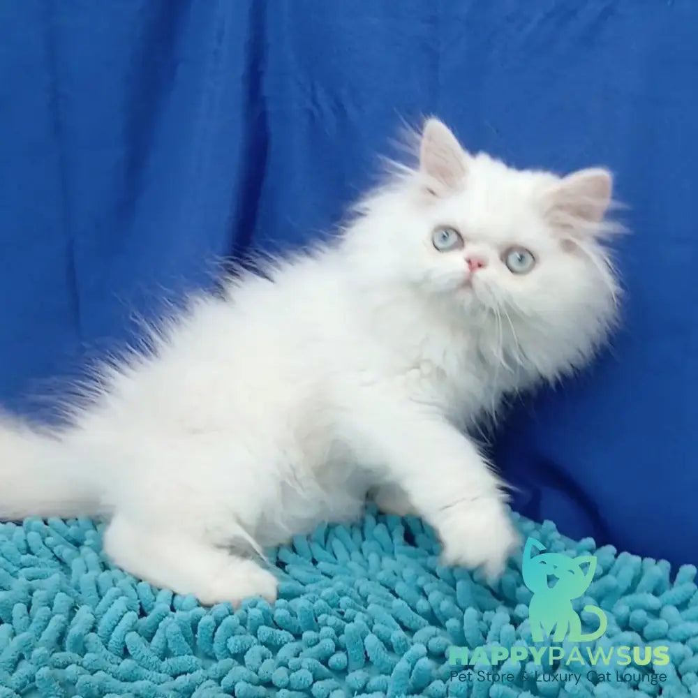 Asol Persian female white - live animals