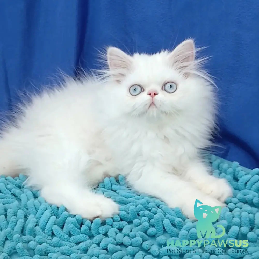 Asol Persian female white - live animals