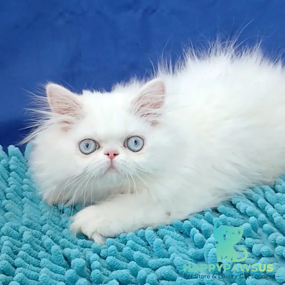 Asol Persian female white - live animals