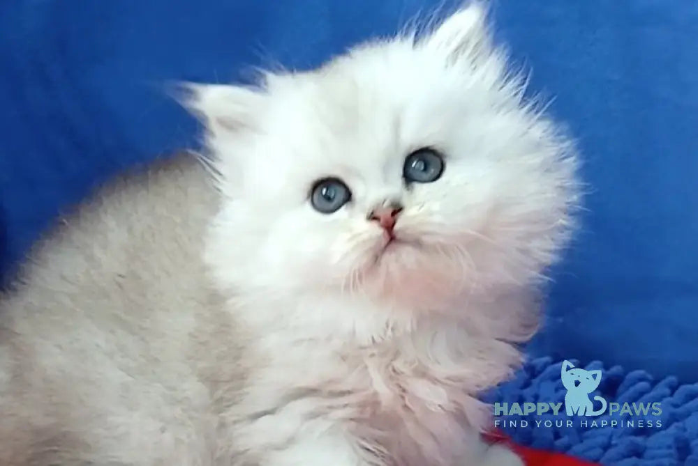 Assol Persian female black silver shaded live animals