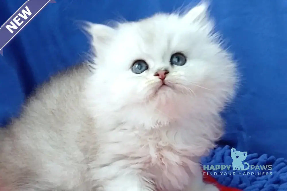 Assol Persian female black silver shaded live animals