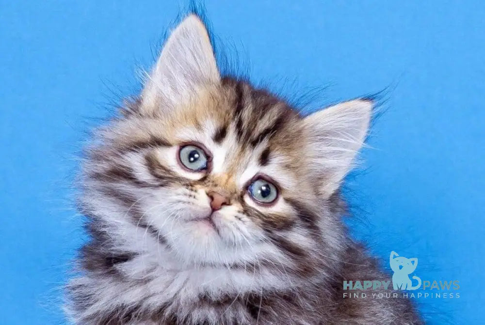 Assol Siberian female black spotted tabby live animals