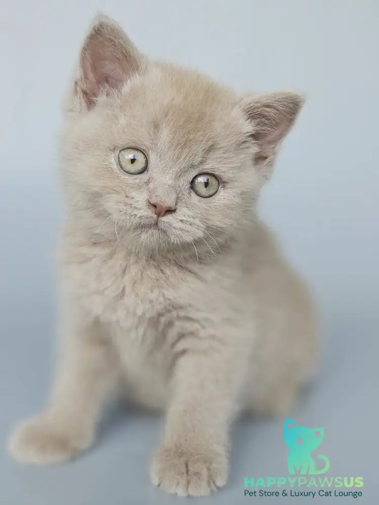 Aster British Shorthair female fawn - live animals