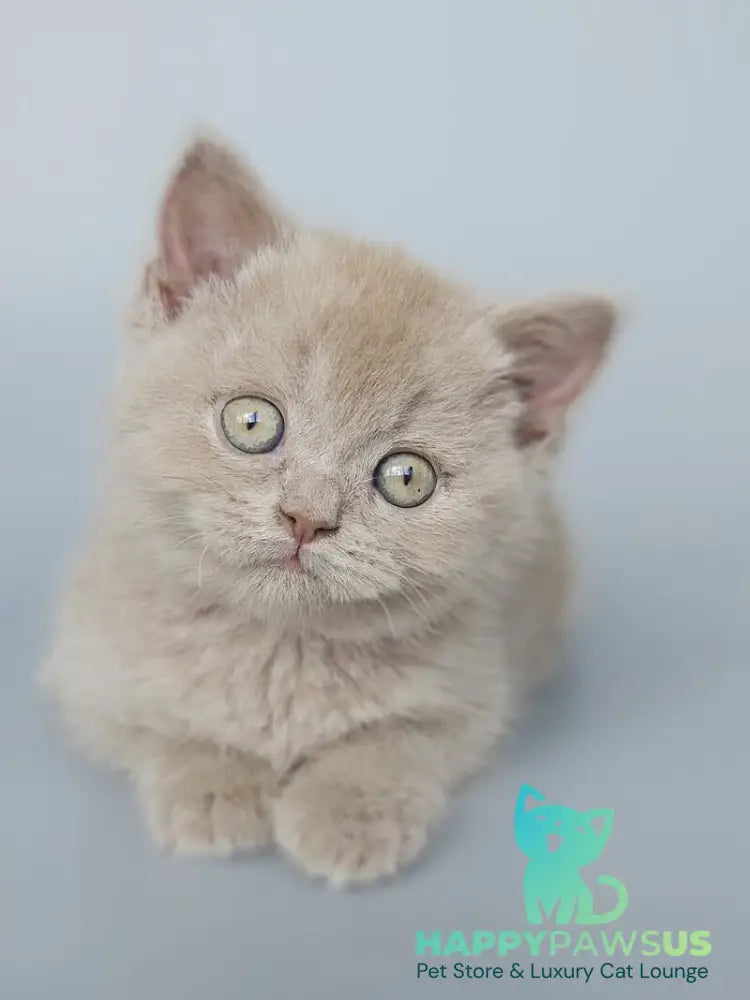 Aster British Shorthair female fawn - live animals
