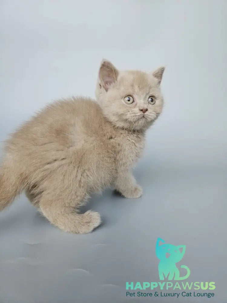 Aster British Shorthair female fawn - live animals