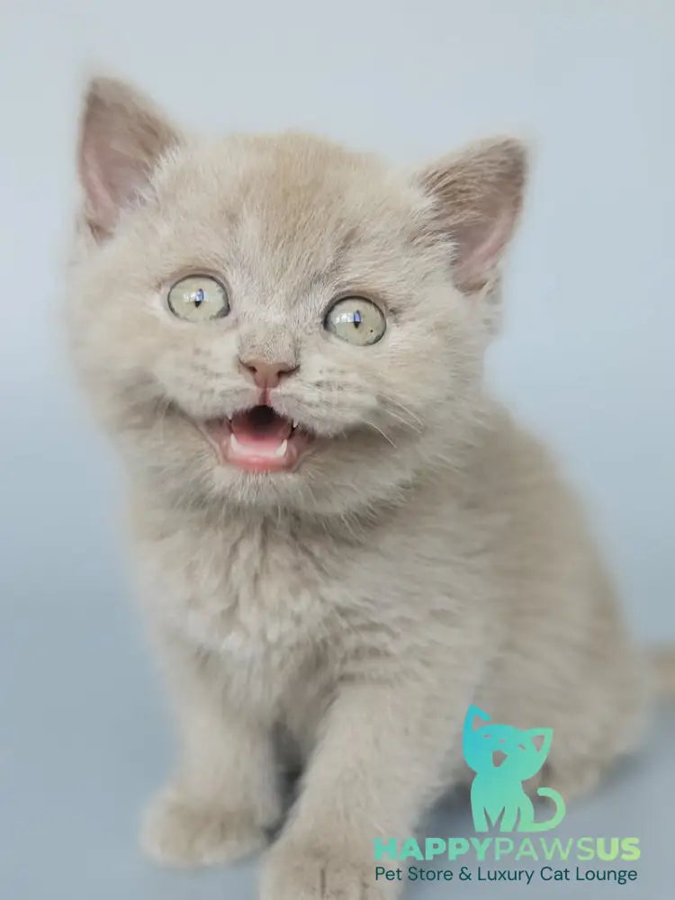 Aster British Shorthair female fawn - live animals