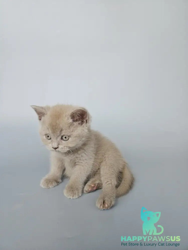 Aster British Shorthair female fawn - live animals