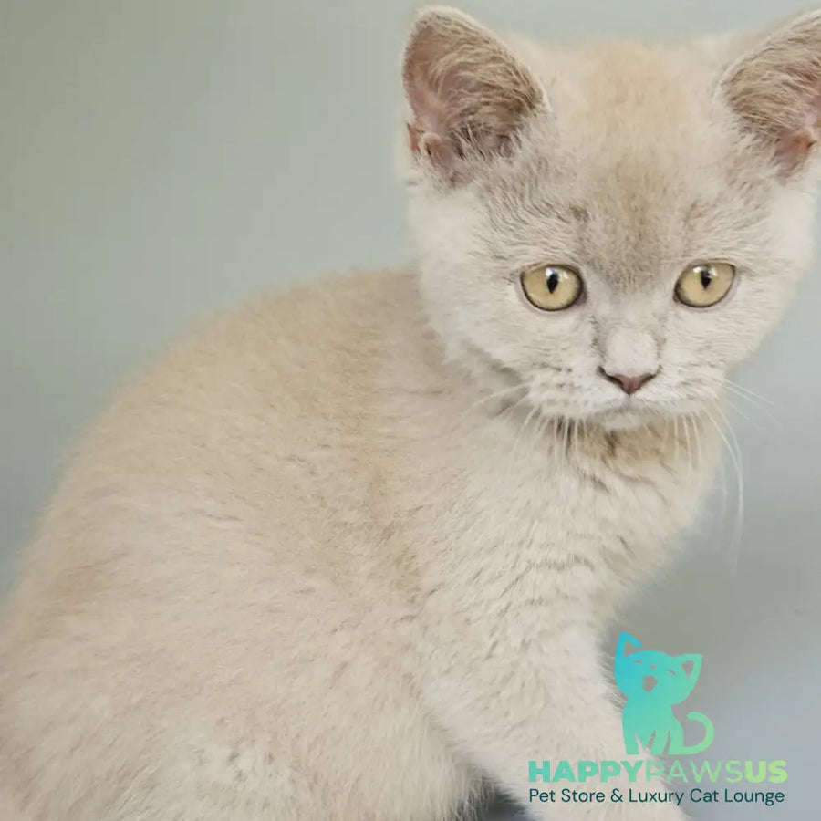 Aster British Shorthair female fawn - live animals
