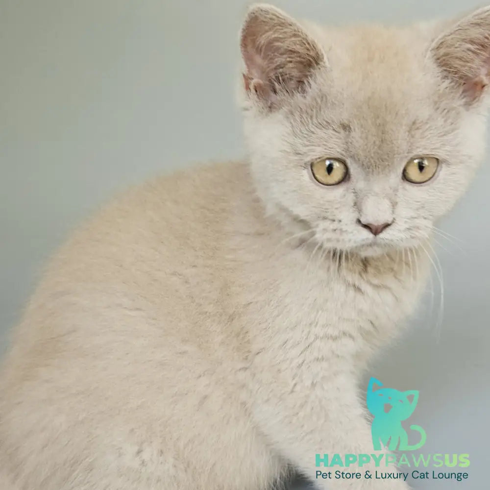 Aster British Shorthair female fawn - live animals