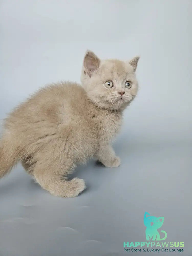 Aster British Shorthair female fawn - live animals