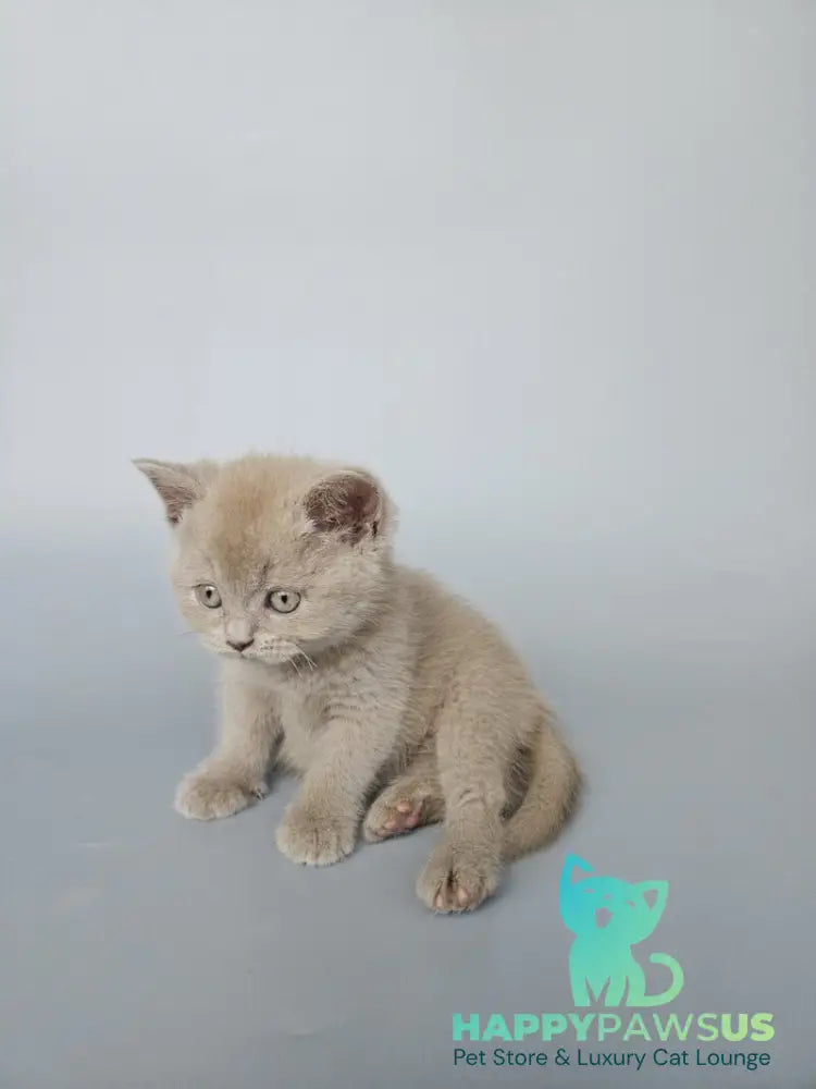 Aster British Shorthair female fawn - live animals