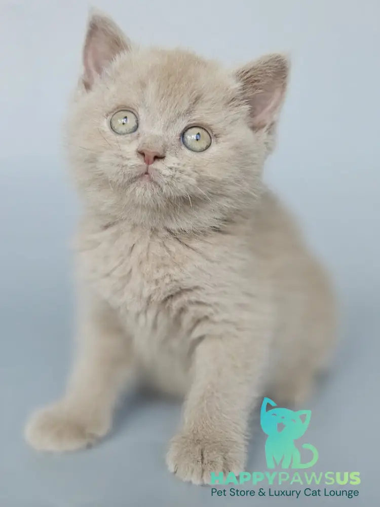 Aster British Shorthair female fawn - live animals
