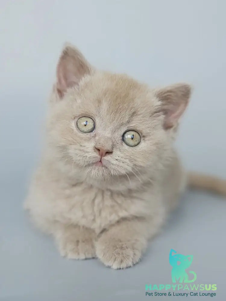 Aster British Shorthair female fawn - live animals