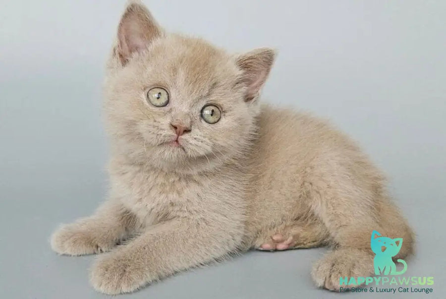 Aster British Shorthair female fawn - live animals