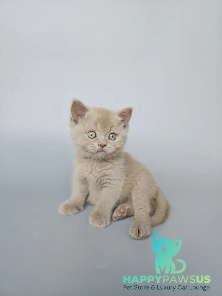 Aster British Shorthair female fawn - live animals