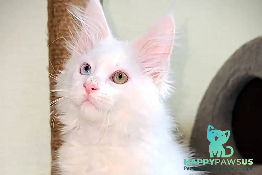 Aster Maine Coon female white live animals