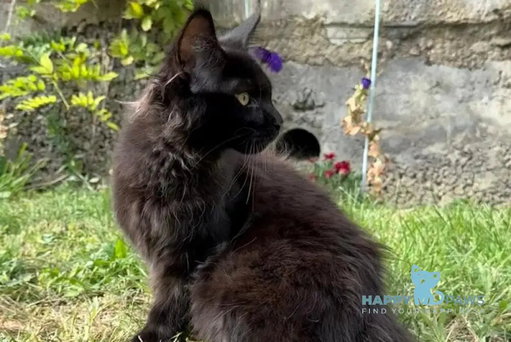 Asterix Maine Coon male black live animals