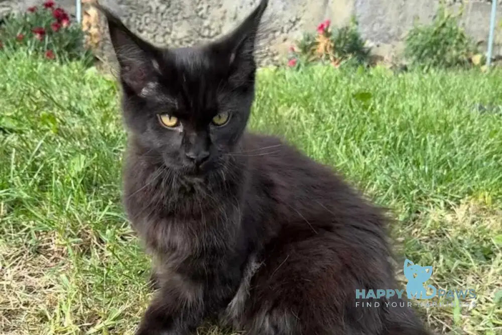 Asterix Maine Coon male black live animals