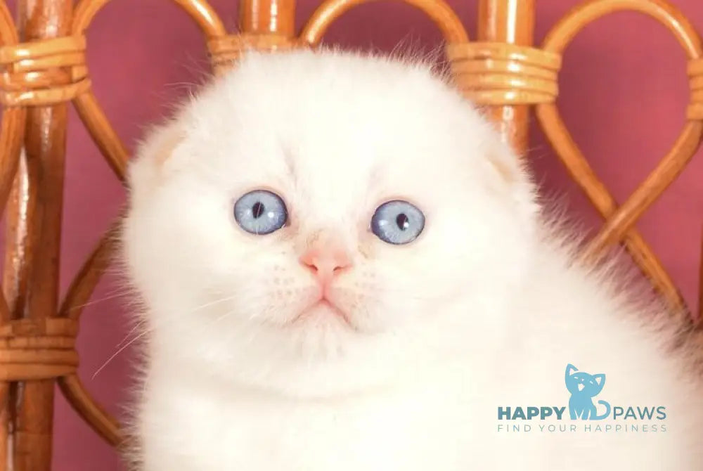 Asterix Scottish Fold male red golden shaded pointed live animals