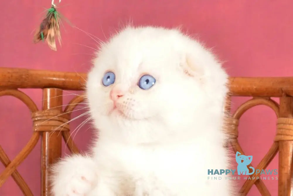 Asterix Scottish Fold male red golden shaded pointed live animals