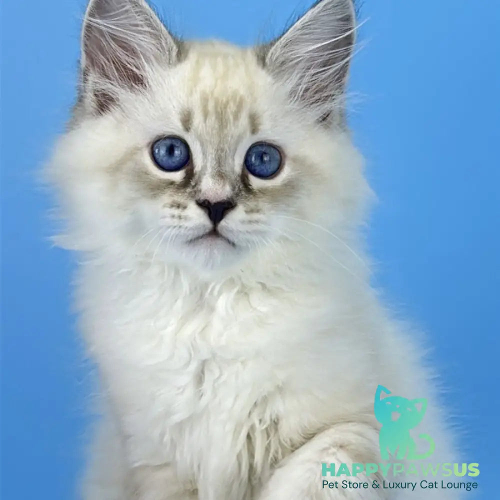 Asterix Siberian male seal tabby pointed with white - live animals